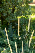 Pennisetum macrourum 'Tail Feather' - Afrikanisches Lampenputzergras 'Tail Feather' Pennisetum macrourum 'Tail Feather' - Afrikanisches Lampenputzergras 'Tail Feather'