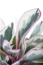 Peperomia clusiifolia 'Jellie' - Zwergpfeffer Peperomia clusiifolia 'Jellie' - Zwergpfeffer