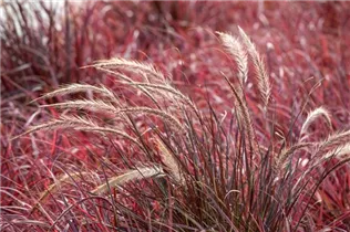 Pennisetum setaceum 'Fireworks'(s) - Federborstengras 'Fireworks'(s)