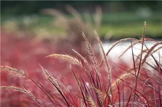 Pennisetum setaceum 'Fireworks'(s) - Federborstengras 'Fireworks'(s)