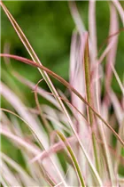 Pennisetum setaceum 'Fireworks'(s) - Federborstengras 'Fireworks'(s)