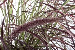 Pennisetum setaceum 'Fireworks'(s) - Federborstengras 'Fireworks'(s)