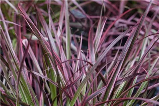 Pennisetum setaceum 'Fireworks'(s) - Federborstengras 'Fireworks'(s)