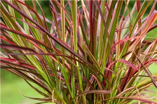 Pennisetum setaceum 'Fireworks'(s) - Federborstengras 'Fireworks'(s)