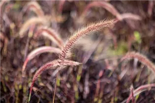 Pennisetum setaceum 'Fireworks'(s) - Federborstengras 'Fireworks'(s)