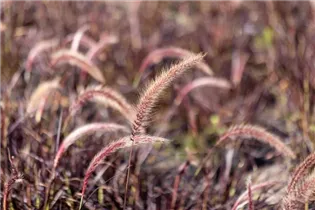 Pennisetum setaceum 'Fireworks'(s) - Federborstengras 'Fireworks'(s)