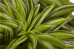 Peperomia ferreyrae 'Happy Bean' - Peperomie 'Happy Bean' Peperomia ferreyrae 'Happy Bean' - Peperomie 'Happy Bean'