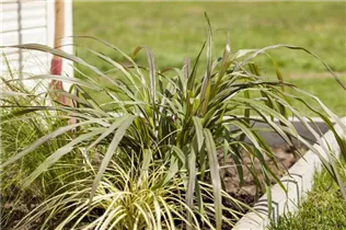 Pennisetum setaceum 'Princess' - Federborstengras Pennisetum setaceum 'Princess' - Federborstengras