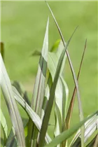 Pennisetum setaceum 'Princess' - Federborstengras Pennisetum setaceum 'Princess' - Federborstengras