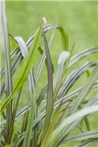 Pennisetum setaceum 'Princess' - Federborstengras Pennisetum setaceum 'Princess' - Federborstengras