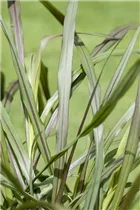 Pennisetum setaceum 'Princess' - Federborstengras Pennisetum setaceum 'Princess' - Federborstengras