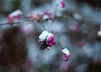 - Die Eisköniginnen – Winterharte Pflanzen im Garten und Topf  - Die Eisköniginnen – Winterharte Pflanzen im Garten und Topf