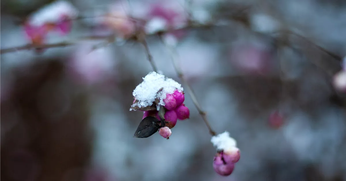  - Die Eisköniginnen – Winterharte Pflanzen im Garten und Topf