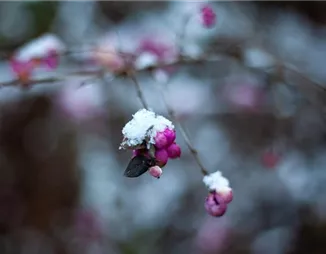 Die Eisköniginnen – Winterharte Pflanzen im Garten und Topf Die Eisköniginnen – Winterharte Pflanzen im Garten und Topf