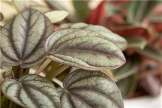 Peperomia griseoargentea - Peperomie