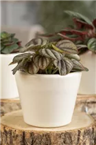 Peperomia griseoargentea - Peperomie