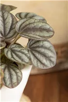 Peperomia griseoargentea - Peperomie