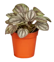 Peperomia griseoargentea - Peperomie