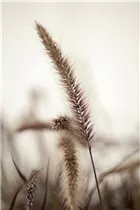 Pennisetum setaceum 'Red Fox' - Garten-Lampenputzergras 'Red Fox'
