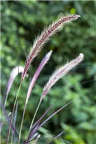 Pennisetum setaceum 'Red Fox' - Garten-Lampenputzergras 'Red Fox'