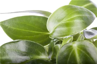 Peperomia maculosa - Peperomie Peperomia maculosa - Peperomie