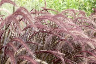 Pennisetum setaceum 'Rubrum' - Federborstengras 'Rubrum' Pennisetum setaceum 'Rubrum' - Federborstengras 'Rubrum'