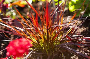 Pennisetum setaceum 'Rubrum' - Federborstengras 'Rubrum' Pennisetum setaceum 'Rubrum' - Federborstengras 'Rubrum'