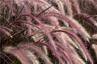 Pennisetum setaceum 'Rubrum' - Federborstengras 'Rubrum' Pennisetum setaceum 'Rubrum' - Federborstengras 'Rubrum'