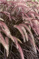 Pennisetum setaceum 'Rubrum' - Federborstengras 'Rubrum' Pennisetum setaceum 'Rubrum' - Federborstengras 'Rubrum'