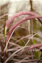 Pennisetum setaceum 'Rubrum' - Federborstengras 'Rubrum' Pennisetum setaceum 'Rubrum' - Federborstengras 'Rubrum'