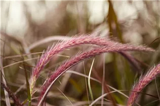 Pennisetum setaceum 'Rubrum' - Federborstengras 'Rubrum' Pennisetum setaceum 'Rubrum' - Federborstengras 'Rubrum'