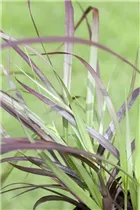 Pennisetum setaceum 'Rubrum' - Federborstengras 'Rubrum' Pennisetum setaceum 'Rubrum' - Federborstengras 'Rubrum'