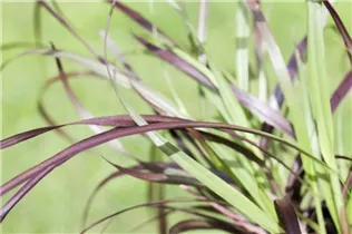 Pennisetum setaceum 'Rubrum' - Federborstengras 'Rubrum' Pennisetum setaceum 'Rubrum' - Federborstengras 'Rubrum'