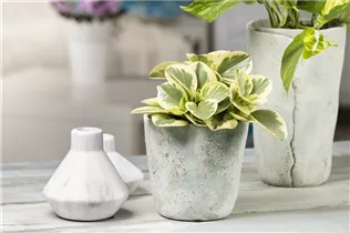 Peperomia obtusifolia 'Variegata' - Zwergpfeffer 'Variegata' Peperomia obtusifolia 'Variegata' - Zwergpfeffer 'Variegata'