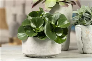 Peperomia obtusifolia - Peperomie