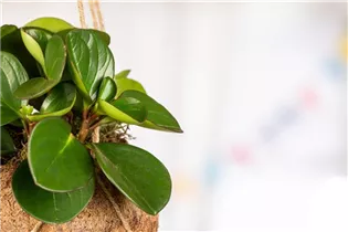 Peperomia obtusifolia - Peperomie