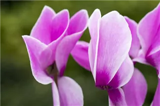 Cyclamen persicum 'Contiga' - Großblütiges Alpenveilchen 'Contiga'
