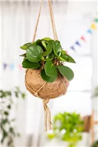 Peperomia obtusifolia - Peperomie