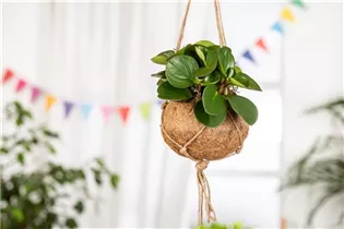 Peperomia obtusifolia - Peperomie