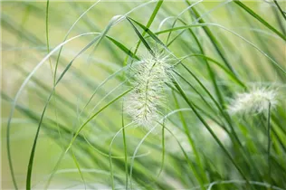 Pennisetum setaceum 'Sky Rocket'(s) - Federborstengras 'Sky Rocket'(s) Pennisetum setaceum 'Sky Rocket'(s) - Federborstengras 'Sky Rocket'(s)