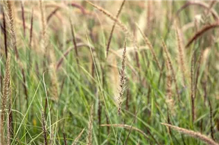 Pennisetum setaceum 'Sky Rocket'(s) - Federborstengras 'Sky Rocket'(s) Pennisetum setaceum 'Sky Rocket'(s) - Federborstengras 'Sky Rocket'(s)