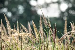 Pennisetum setaceum 'Sky Rocket'(s) - Federborstengras 'Sky Rocket'(s) Pennisetum setaceum 'Sky Rocket'(s) - Federborstengras 'Sky Rocket'(s)