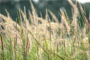Pennisetum setaceum 'Sky Rocket'(s) - Federborstengras 'Sky Rocket'(s) Pennisetum setaceum 'Sky Rocket'(s) - Federborstengras 'Sky Rocket'(s)