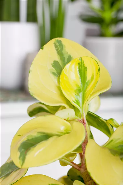 zweig künstlich Eukalyptus Zweig Busch künstlich Grün 34cm