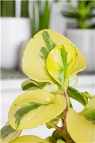 Peperomia obtusifolia 'Golden Genua' - Peperomie 'Golden Genua' Peperomia obtusifolia 'Golden Genua' - Peperomie 'Golden Genua'