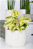 Peperomia obtusifolia 'Variegata' - Zwergpfeffer 'Variegata' Peperomia obtusifolia 'Variegata' - Zwergpfeffer 'Variegata'