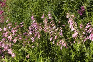 Penstemon barbatus 'Hidcote Pink' - Bartfaden 'Hidcote Pink'