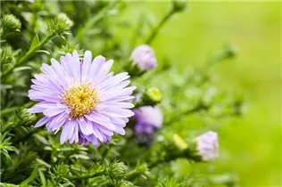 Aster dumosus - Kissen-Aster