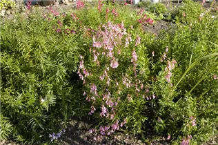 Penstemon barbatus 'Hidcote Pink' - Bartfaden 'Hidcote Pink'