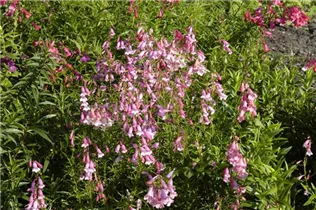 Penstemon barbatus 'Hidcote Pink' - Bartfaden 'Hidcote Pink'